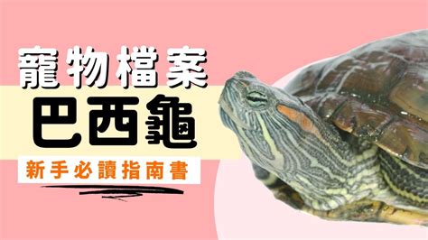 巴西龜會認主人嗎|【巴西龜】容易養嗎？即了解起居飲食及壽命等飼養重。